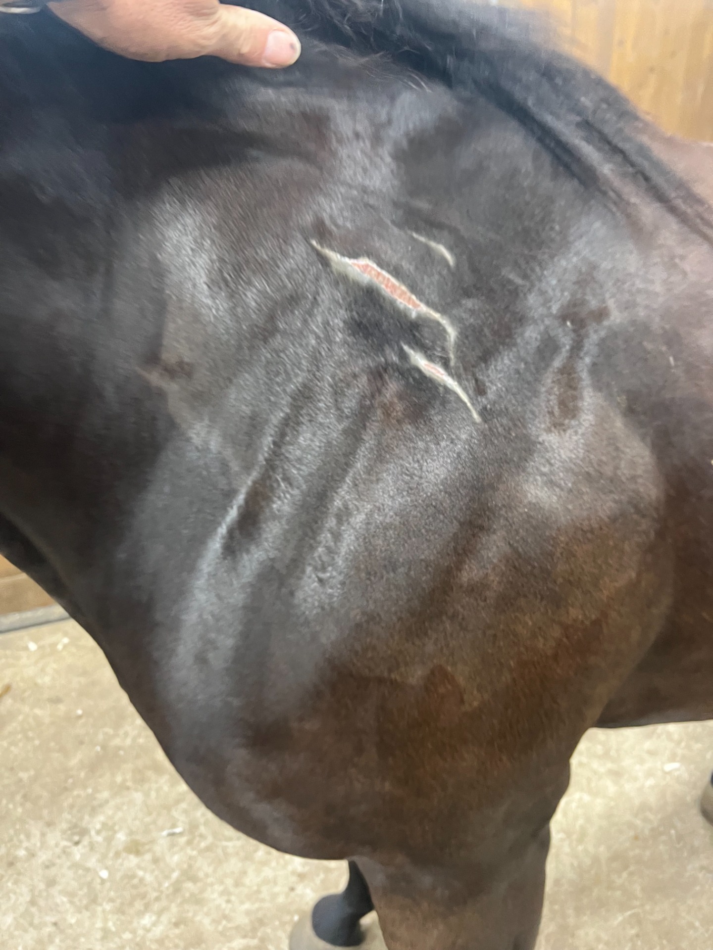 Photos shared with owner permission. Individual results may vary. HOCl supports a clean wound environment and the body's natural healing process but is not intended to diagnose, treat, cure, or prevent disease.