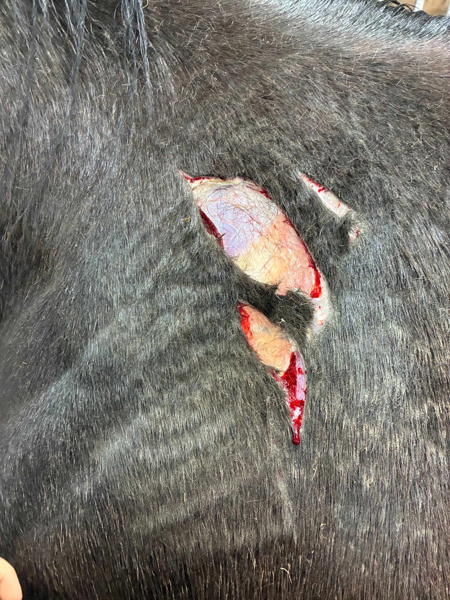 The initial injury involved a significant skin laceration with exposed tissue and a high risk of contamination. Through consistent wound management and regular application of HOCl, the wound progressed through the natural healing process with remarkable results.